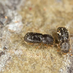 ambrosia-beetle-blog-Florida-Pest-control