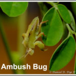 Ambush Bug - Florida Pest Control