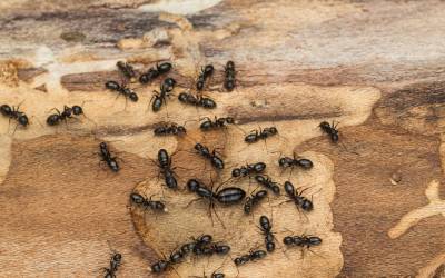 Carpenter ants are a common ant in Florida - Florida Pest Control