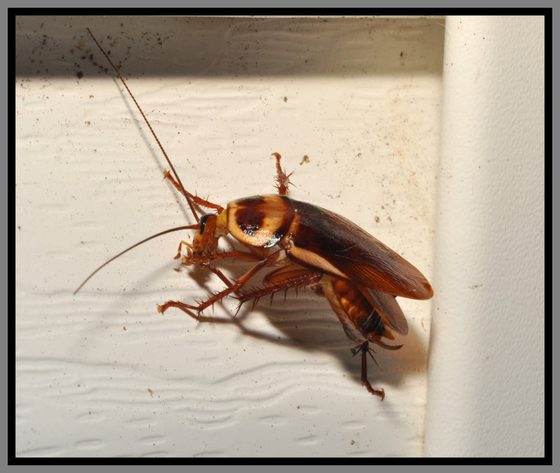 Australian_Cockroach_Periplaneta_australasiae_blog_Florida_Pest_control