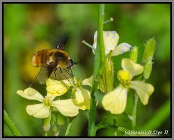 Adult Syrphid fly - Florida Pest Control