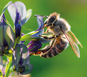 Bee, Wasp & Hornet Identification in Florida