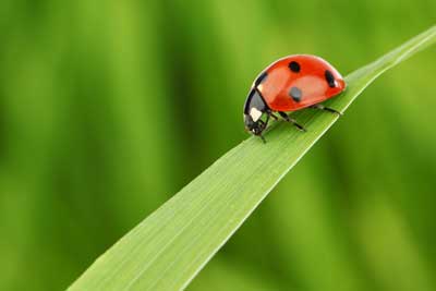 Beetle Identification in Florida