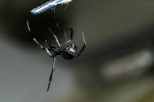 Most VenomousSpiders in Florida in Florida