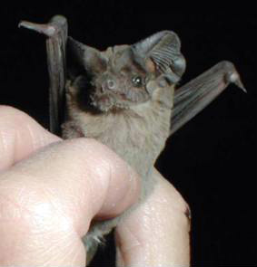 Brazilian_Free-Tailed_Bat-blog-Florida-Pest-control