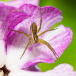 Recluse Spiders in Florida - Florida Pest Control