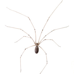 Cellar spiders in Florida