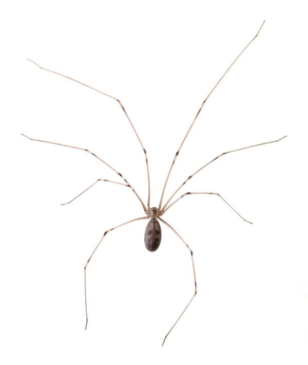 Cellar spiders in Florida