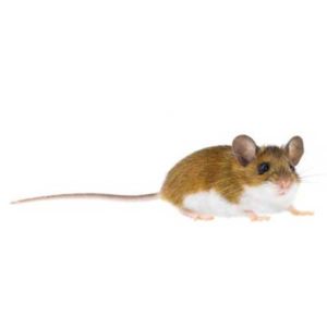 Deer mice in Florida