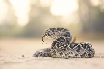 Eastern Rattlesnake; Snake Bites - Florida Pest Control