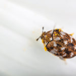 Fabric Damaging Pests - Florida Pest Control