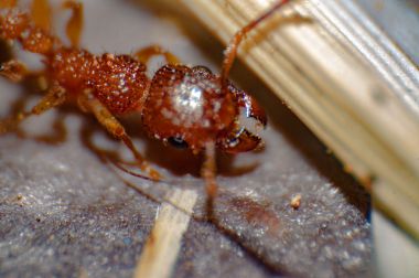 Fire Ants: Florida’s Red Menace