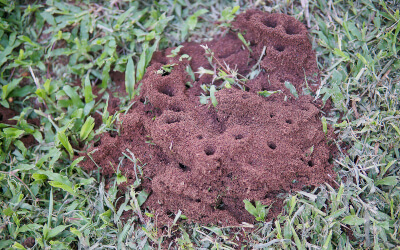 The Ant Hill You See Is Not the Ant Hill You Have - Florida Pest Control