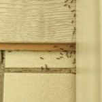 Ants in a bathroom in Florida - Florida Pest Control