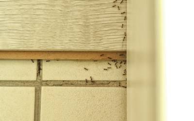 Ants in a bathroom in Florida - Florida Pest Control