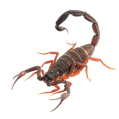 Florida bark scorpion - Florida Pest Control