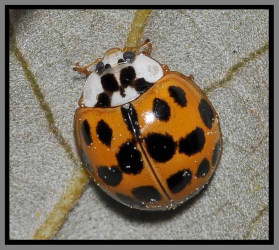 lady bug - Florida Pest Control