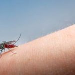 A mosquito in Florida - Florida Pest Control