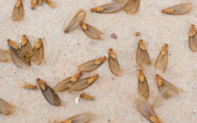 Termite swarmers in Florida - Florida Pest Control