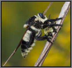 Robber fly - Florida Pest Control