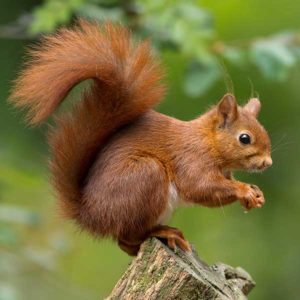 Fox squirrels in Florida