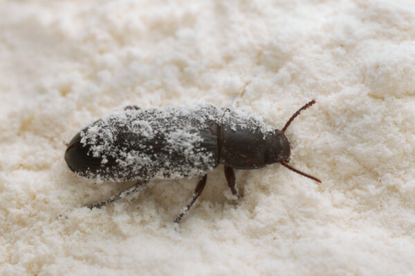 Mealworm beetle, Tenebrio molitor on wheat flour. Macro photo.