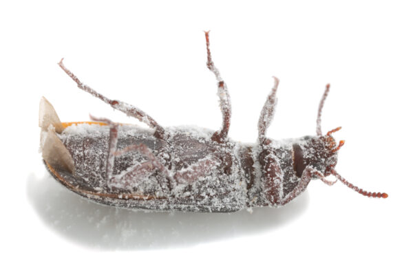 Mealworm beetle, Tenebrio molitor on its back covered in wheat flour photographed on white background.