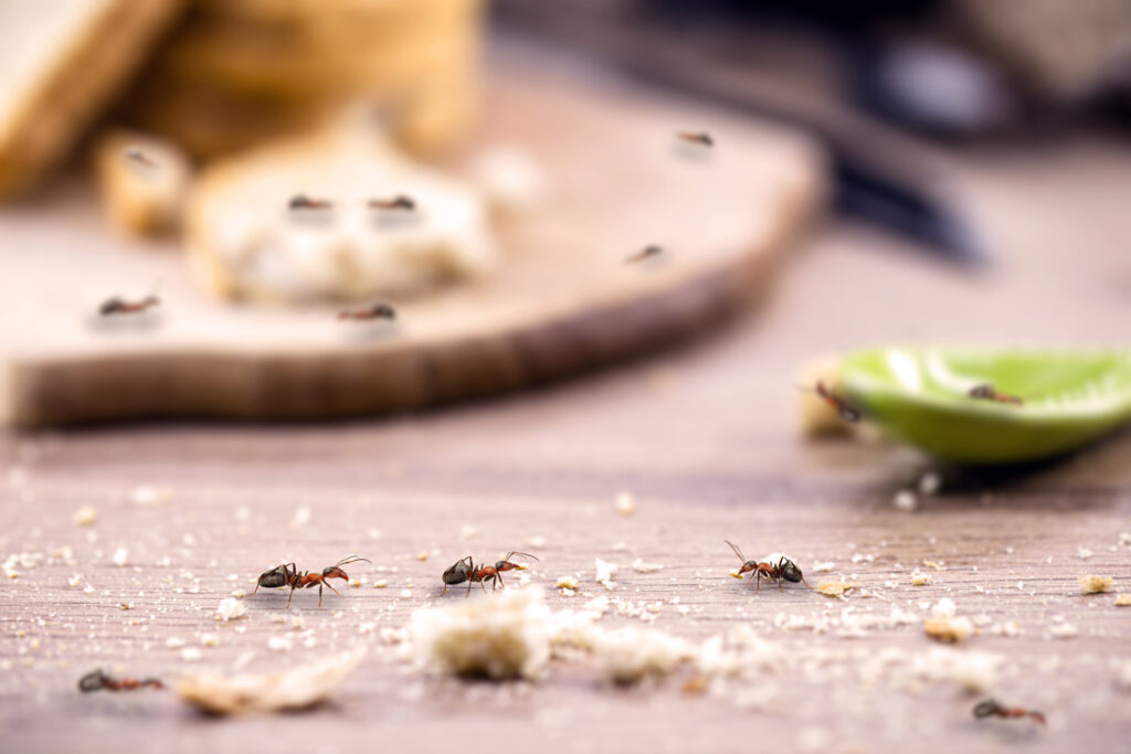 little red ant eating and carrying leftover breadcrumbs on the kitchen table. Concept of poor hygiene or homemade pest