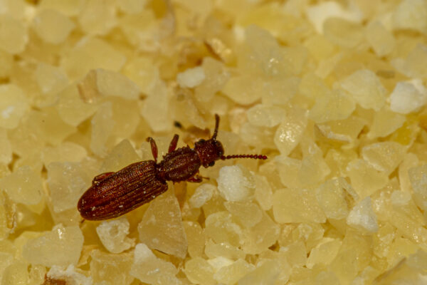 A close up macro image of a sawtoothed grain beetle ( Oryzaephilus surinamensis ) walking on a pile of wheat semolina. The insect is a dangerous agricultural pest that infests crops and reduces yields