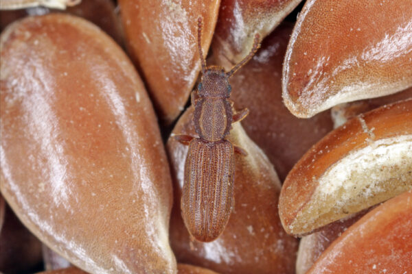 Oryzaephilus surinamensis called "Sawtoothed grain beetle" from family Silvanidae. It is a common worldwide pest in warehouses and homes. Beetle on flax seeds. high magnification.