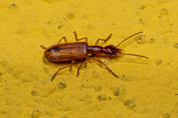 Adult Ground Beetle of the Family Carabidae