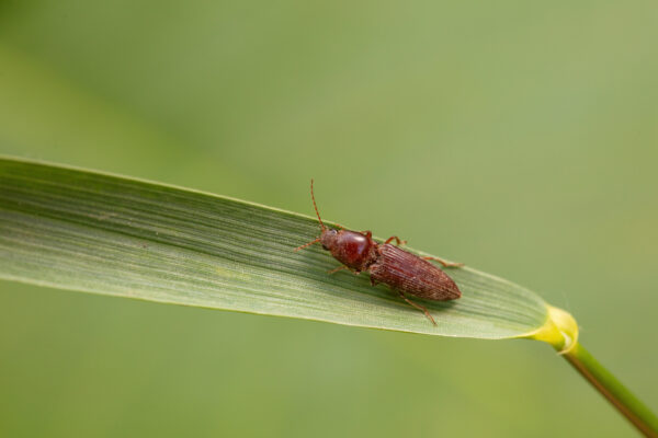 click beetle inhabit the leaves of wild plants