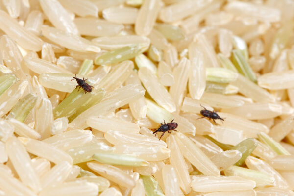 Rice Weevils (Sitophilus oryzae) on milled rice. Rice Weevil is rice, wheat, crop and grain pest.