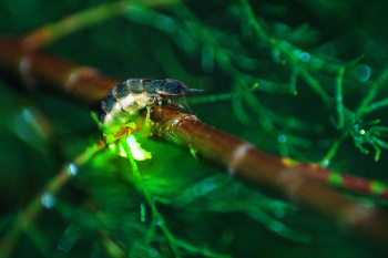 The Elusive Glowworm - Florida Pest Control