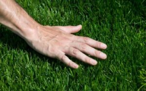 hand touches bermuda grass - learn how to care for warm weather grass in florida