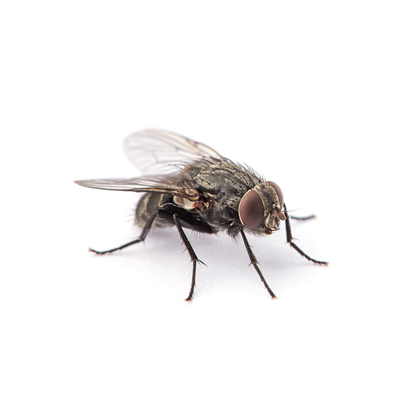 House flies in Florida