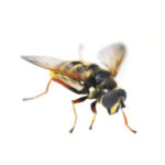 The hover fly - Florida Pest Control