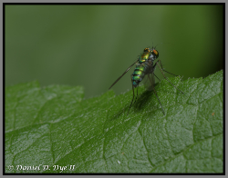 Long legged fly - Florida Pest Control