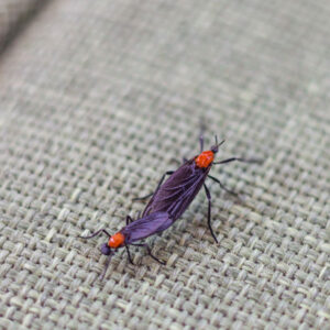 Lovebug flies on fabric