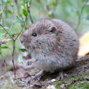 Voles in Florida