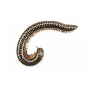 Millipedes in Florida