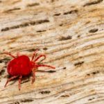 What mites look like in Florida - Florida Pest Control