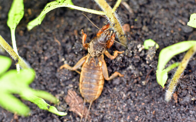 Mole Cricket - Florida Pest Control