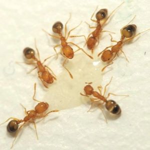 Pharaoh ants in Florida