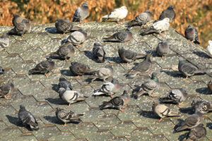 pigeons on roof with Florida Pest Control in FL