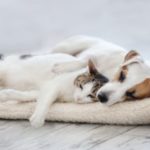 Keeping Pets Safe During Pest Control Treatments