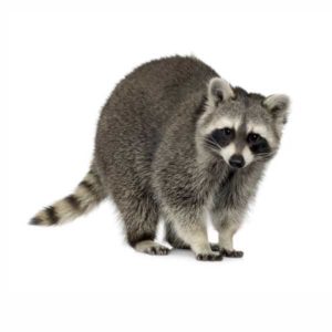 Raccoons in Florida