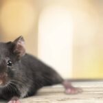 Rat on a piece of wood in the attic