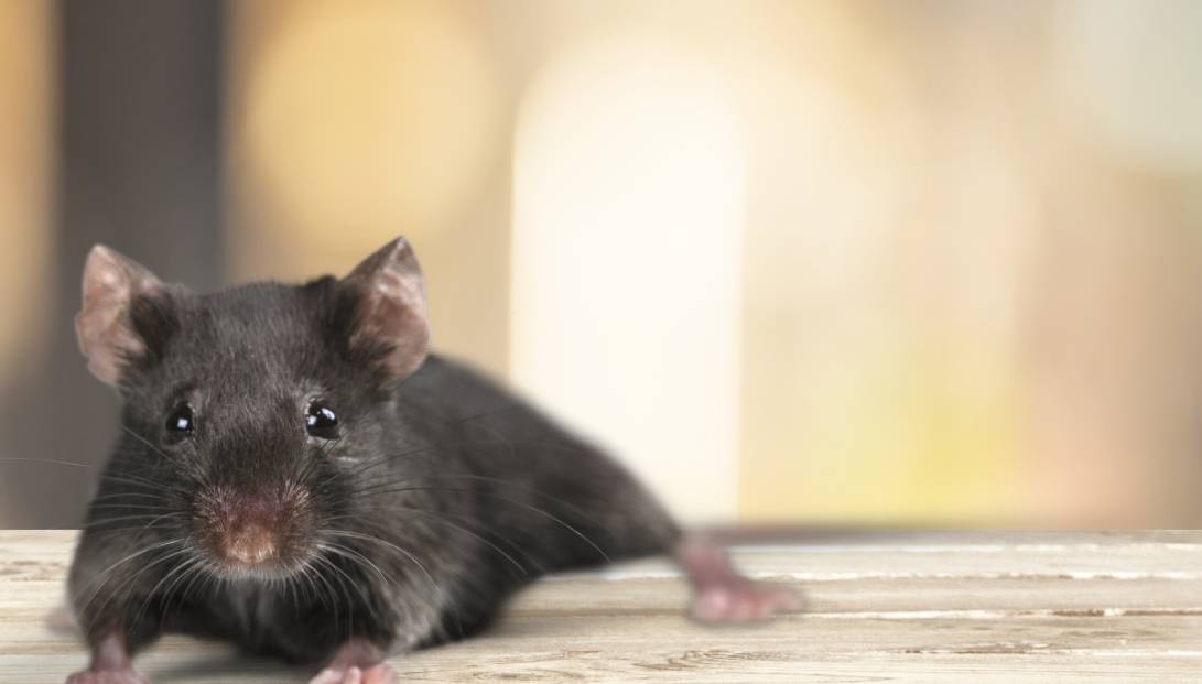 Rat on a piece of wood in the attic