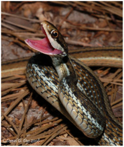 Ribbon_Snake_Thamnophis_sauritus_sauritus-blog-Florida-Pest-control 